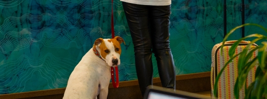 Pet-friendly hotel