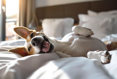 Blöki napok - Kutyabarát szállásajánlat 