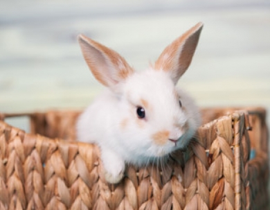 Húsvéti kikapcsolódás